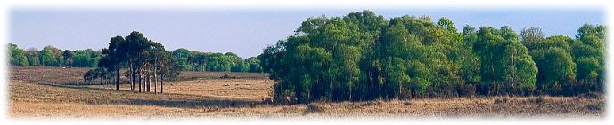 New Forest Art Gallery